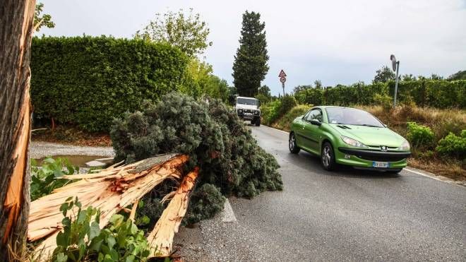Empoli, alberi caduti a causa del maltempo
(foto Gasperini/Germogli)