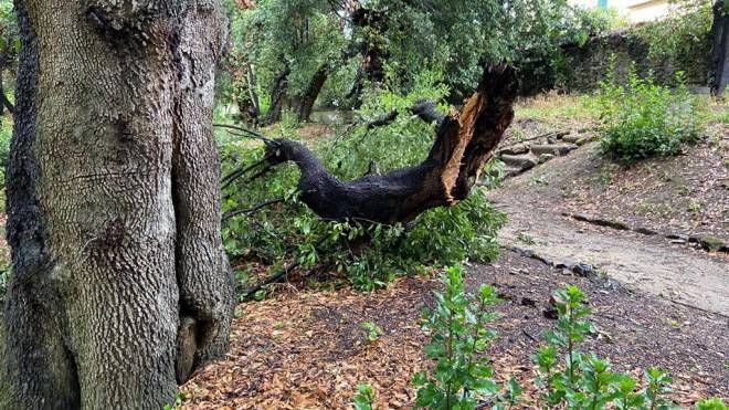 Firenze, alberi caduti al Giardino di Boboli a causa del maltempo