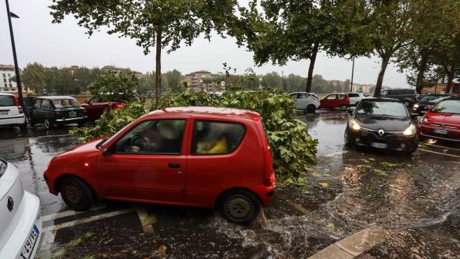 L'albero caduto a Firenze (New Press Photo)