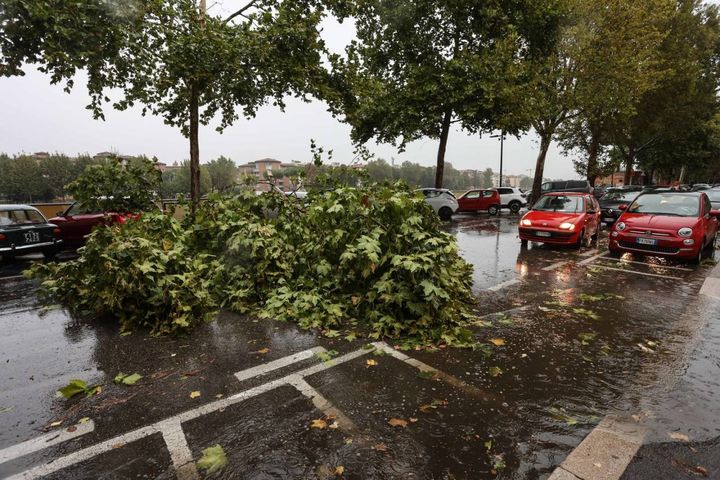 L'albero caduto a Firenze (New Press Photo)