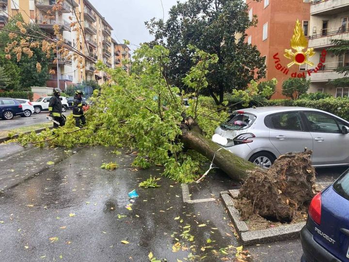L'albero caduto a Prato