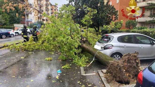 L'albero caduto a Prato