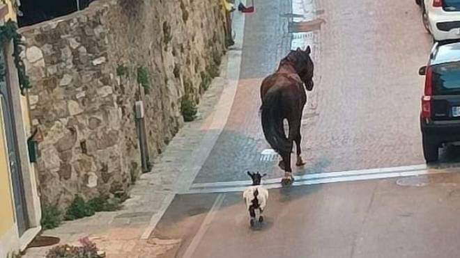 La capretta e il cavallo in fuga
