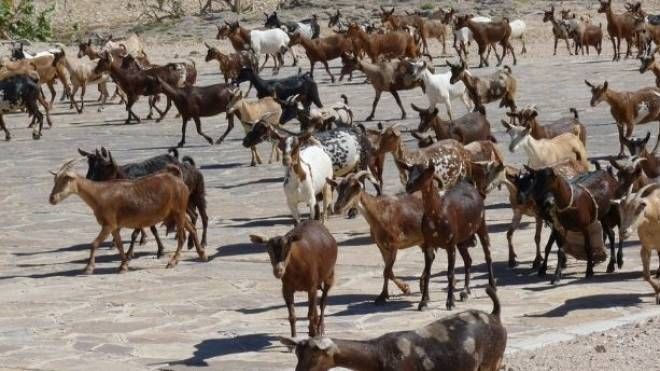 Un gregge di capre in strada ha creato apprensione alla corsa podistica (repertorio)