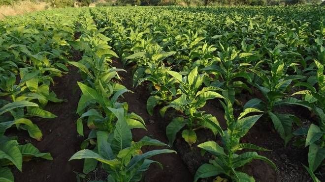 Il kentucky, materia prima del sigaro toscano, è il tabacco coltivato in Valtiberina