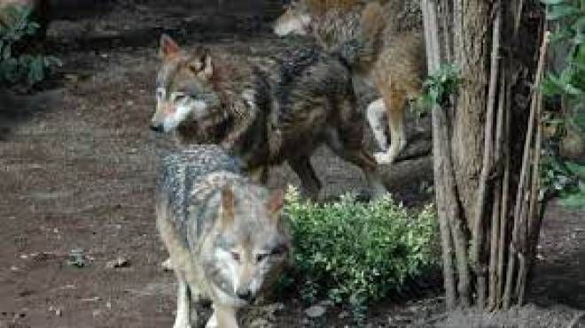 E' allarme per i lupi in tutta la Toscana