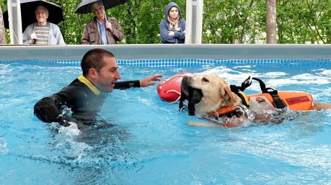 Amici animali. Cani da soccorso in acqua: piscina e campo di addestramento - Cronaca - lanazione.it
